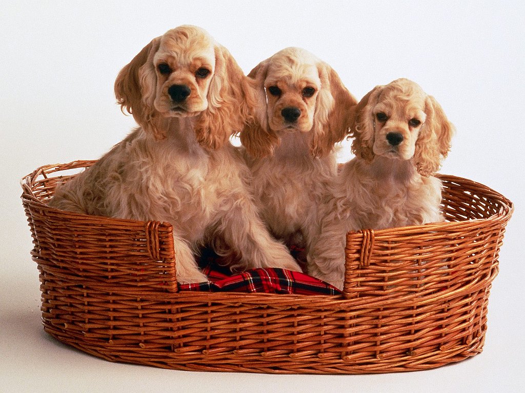 Cocker Spaniel Puppies